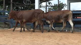Vídeo 139 - 1ª ETAPA MEGA LIQUIDAÇÃO TOTAL AGROPECUÁRIA MARAJOARA - DIA 4 | GADO GIROLANDO E HOLANDÊS