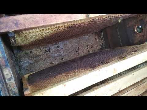 Пропали пчелы. Причины. Масштабный эксперимент. Часть 5.