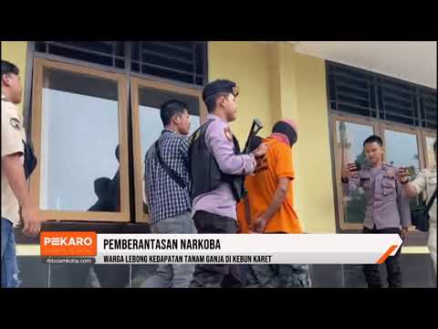 Warga Lebong Kedapatan Tanam Ganja di Kebun Karet