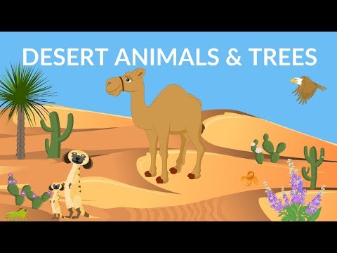 Desert Animals and Plants | Desert Ecosystem | Desert Video for kids