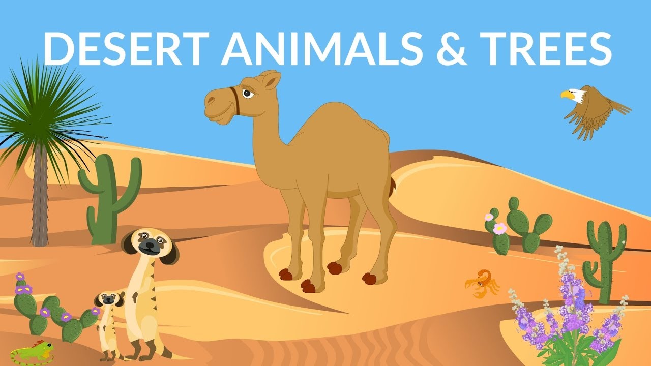 Why are there very few trees in desert Class 3?
