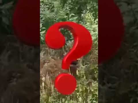 Dog saved a boy #dogs #shortvideoviral