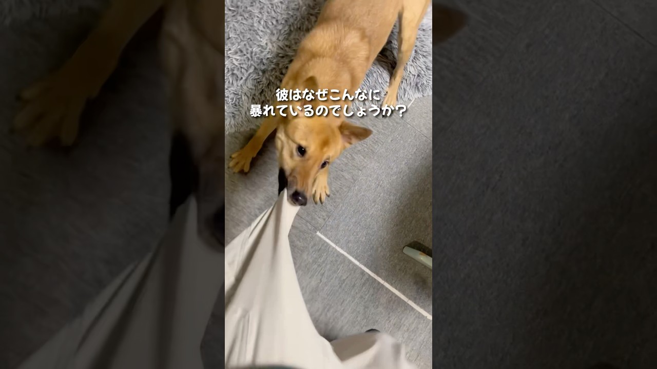 【クイズ】分かるかな？こゆき家検定10級レベル #shorts