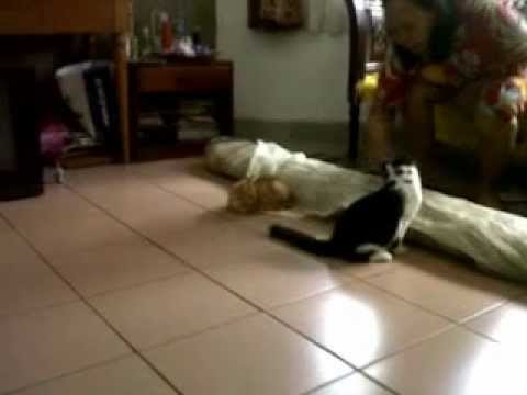 my cat play like a dog