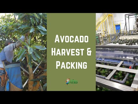 download lagu mp3 mp4 California Avocados Shipped, download lagu California Avocados Shipped gratis, unduh video klip California Avocados Shipped