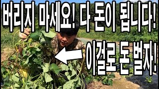 고구마 캐기 전 이것만 하면 떼돈번다! 절대 버리지 마세요 다 돈이 됩니다!