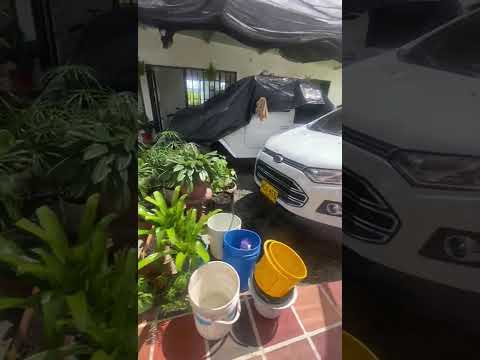 VIDEO FINCA  6 hectáreas planas Alvarado Tolima