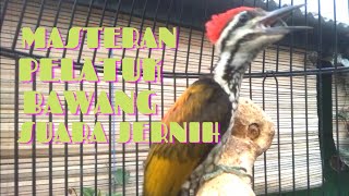 Download lagu Masteran pelatuk bawang suara jernih//masteran murai batu//masteran burung pelatuk mp3