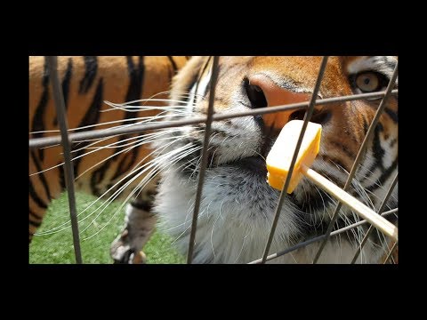 This is how tigers react to cheese !