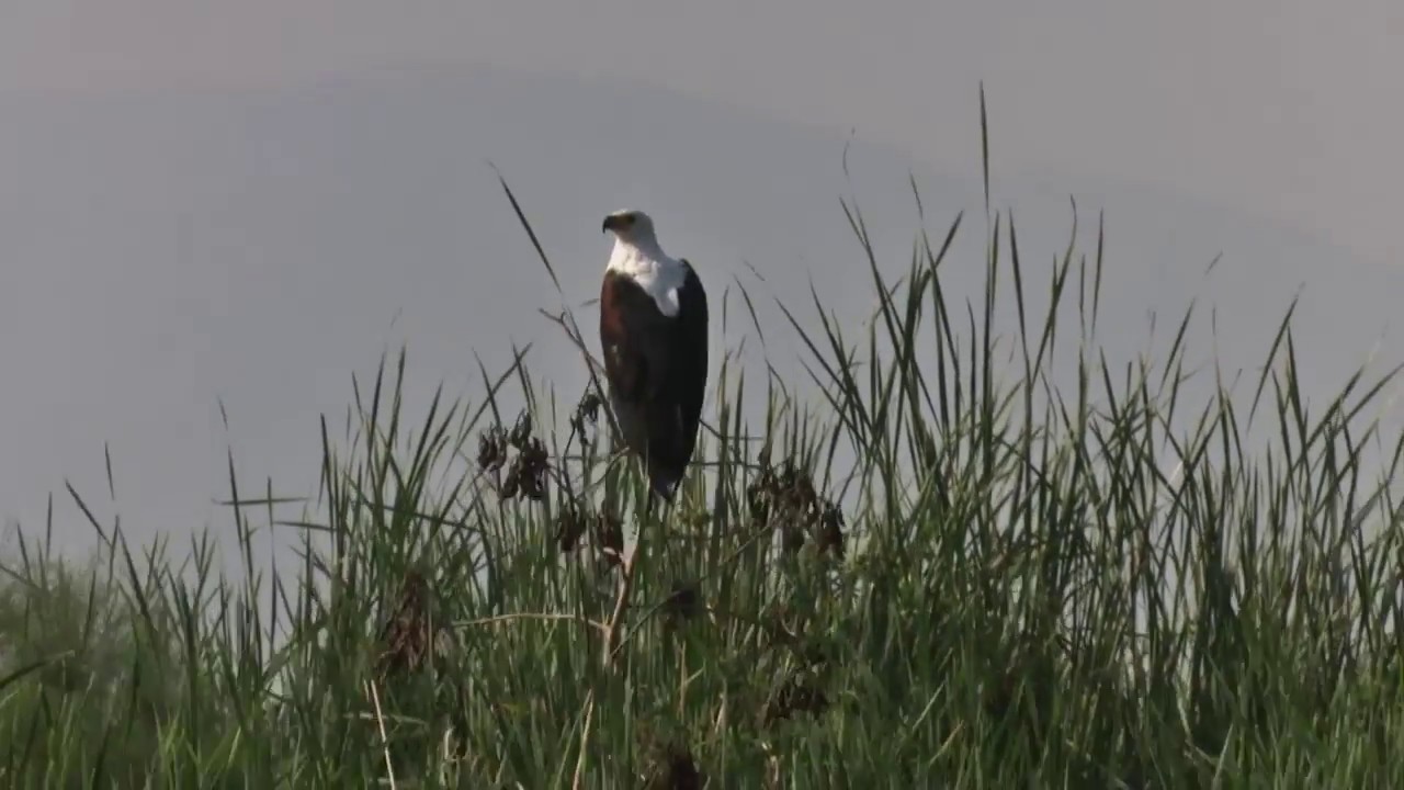 Toro semuliki birds