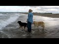 Wetlook On Beach With Dogs