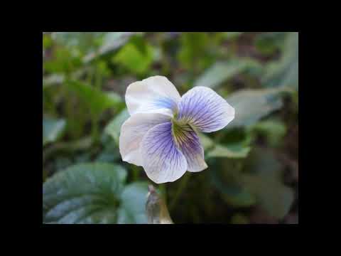 OhmikRon - Vision Noire (TapeAir József Attila Elégia OverDub)