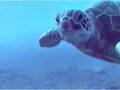Hawaiian Green Turtle AIKANE 1990 91 And 1992