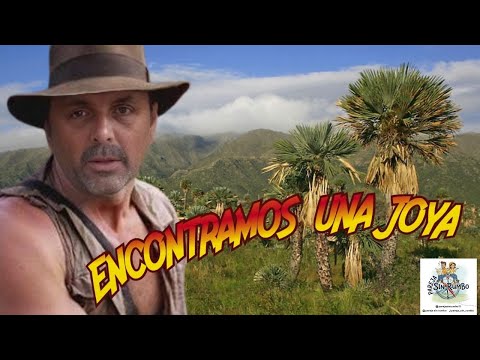 Encontramos  una JOYA. PAPAGAYOS. San Luis. 