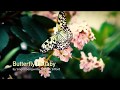 Butterfly Lullaby by Singer/Songwriter Marilyn Sifford