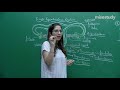 CBSE11 12th Biology Female Reproductive System Theory In English By Misostudy