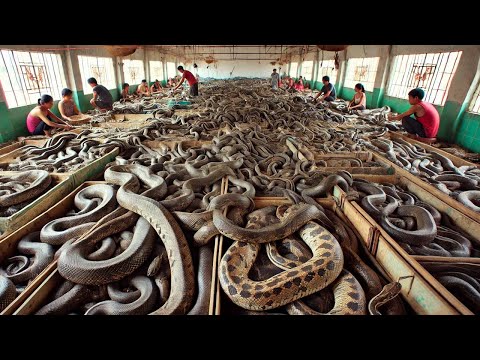 Chinese Farmers Raise And Process Millions Of Snakes This Way