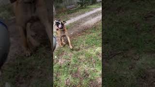 Presa Canario Puppies Sale in Spalding County, GA