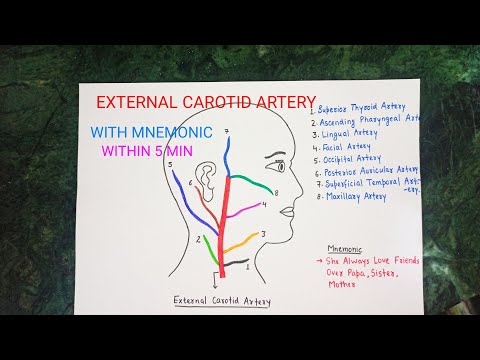External Carotid Artery branches with mnemonic within 5 minutes