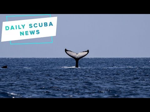 Daily Scuba News - The UK Is A Service Station For Whales
