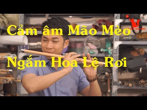 Ngắm Hoa Lệ Rơi :  Cảm Âm Mão Mèo