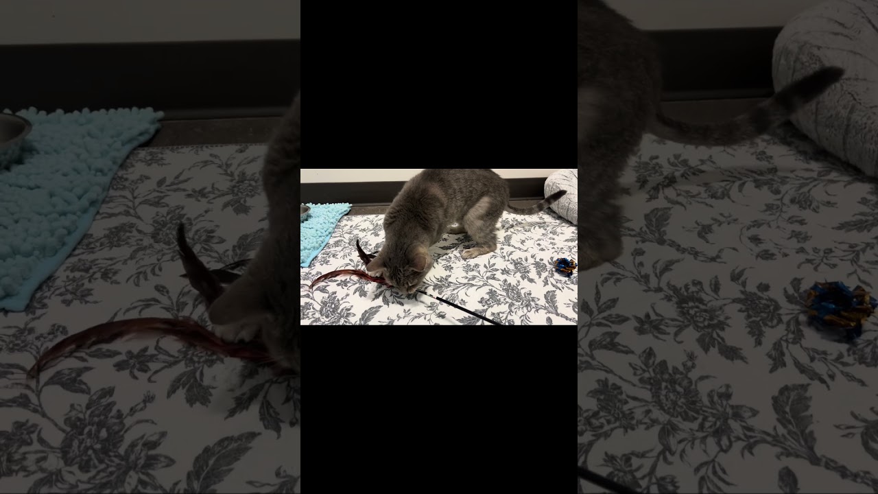 Izzy, a Adoptable Domestic Short Hair in Nashville, IN video 6/6
