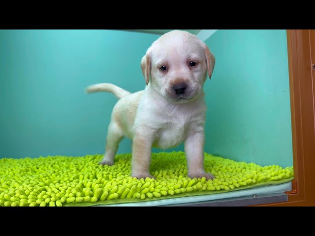 (子犬) 犬種：ラブラドール・レトリーバー 男の子 ブリーダー マロニエケンネル　MARRONNIER KENNEL k4052の画像