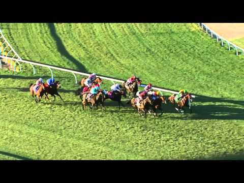 Chiropractor, Flamboyant Headline 2016 San Marcos Stakes