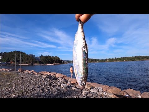 Fiske Sild i Oslo – Diverse klipp