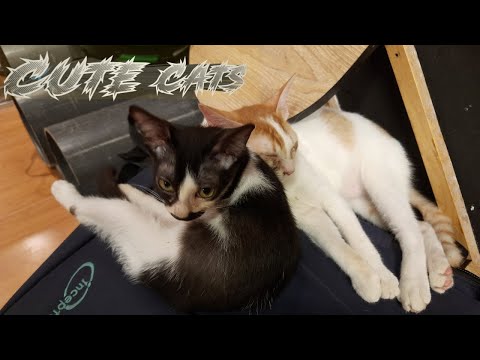 Cute cats video #Cats #cute #pets
