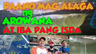 PAANO MAG ALAGA NG AROWANA AT IBA PANG ISDA|HOW TO CARE SILVER AROWANA|FISH KEEPING|FISH CARE