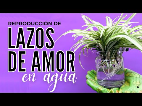, title : 'Reproducción de Lazos de Amor, Cinta o MalaMadre en Agua | Spider Plant Propagation in Water'