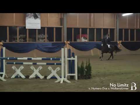 No Limitz - 1. Burghof-Online-Hengstschau