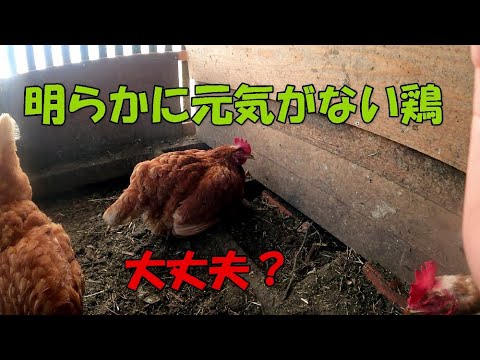 鶏の病気とその症状 - 鶏のダニ:皮膚ダニなど