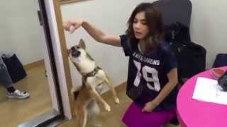 Ella Chen 陈嘉桦 dog training failed