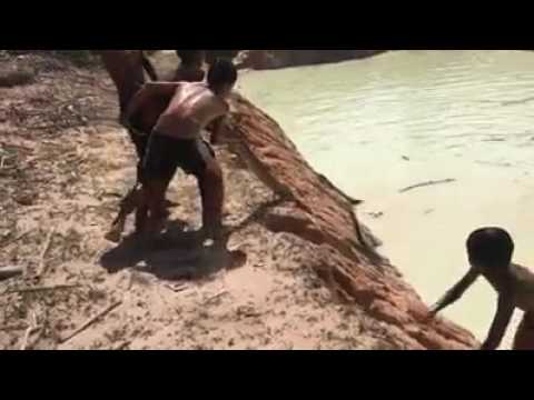 Brave Children Catch Big Snake With Bare Hand -How to Catch Big Python Snake