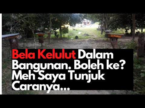 Bela Kelulut Dalam Bangunan. Boleh ke? Biar Saya Tunjukkan Cara Saya