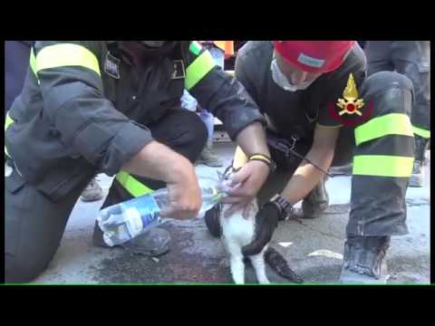 Emoționant! O pisicăa fost  găsită în viaţă sub ruinele din Amatrice, la cinci zile de la cutremur. Salvatorii au plâns!