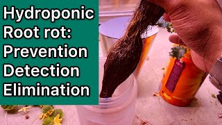 Hydroponic root rot: prevention, detection, elimination (2020)