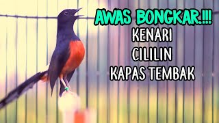 Download lagu LANGSUNG NYAUT DAN BONGKAR ISIAN DENGAR PANCINGAN MURAI BATU ISIAN CILILIN KENARI KAPAS TEMBAK mp3