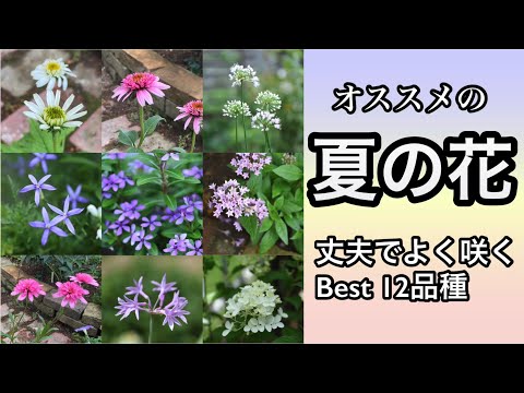 完全なサンベッド用の植物：暑さに強い9つの花  庭園