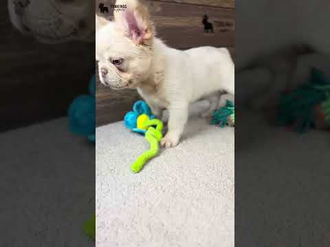 Video 2