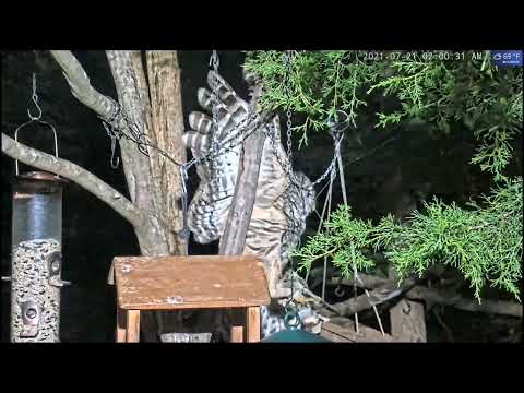 Barred Owl nabs Flying Squirrel