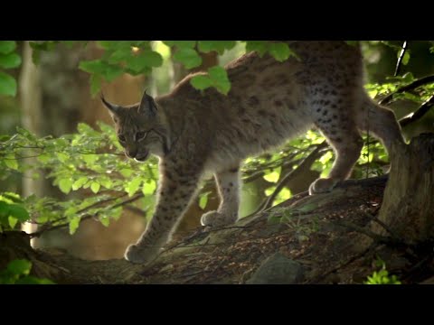Vad erdők, vad bércek: A fantom nyomában - Kibővített moziváltozat trailer