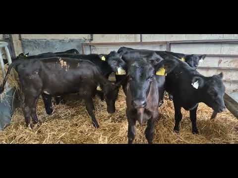 20 Aberdeen Angus Heifers for sale - Image 2