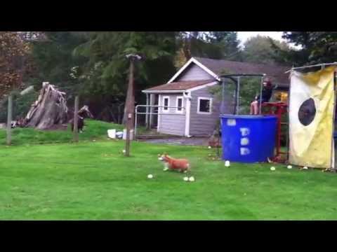 Test running the Dunk Tank full of leaves