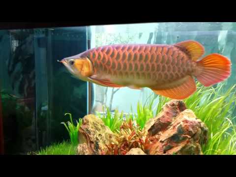 Beautiful N1 super red Asian Dragon fish.