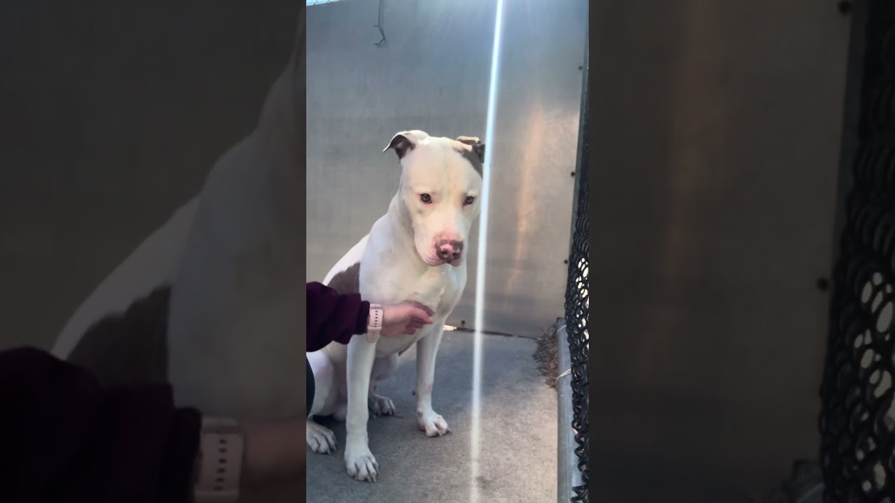 Enlarge Atmosphere, an adopted Pit Bull Terrier in Chicago, IL video 5/5
