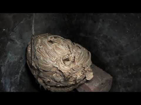 Outdoor Urn Has Yellow Jackets In It in Mantoloking, NJ