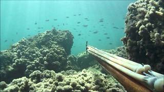 Una bella pescata con Beppis80 la tartarugona e serra 5 kg